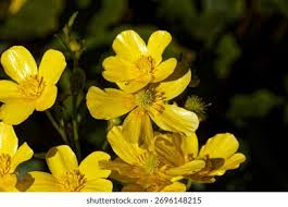 Attēlu rezultāti vaicājumam “Ranunculus repens flower”