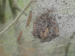 Attēlu rezultāti vaicājumam “Yponomeuta evonymella larva”