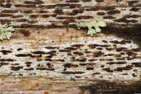 Attēlu rezultāti vaicājumam “Xylographa paralella”