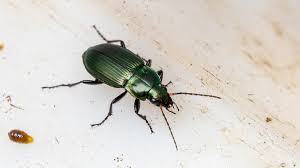 Attēlu rezultāti vaicājumam “Poecilus cupreus”