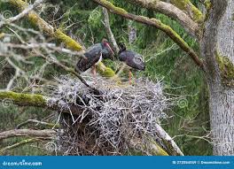 Attēlu rezultāti vaicājumam “Ciconia nigra nest”