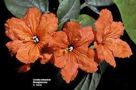 Attēlu rezultāti vaicājumam “Boraginaceae”