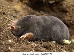 Attēlu rezultāti vaicājumam “Talpa europaea”