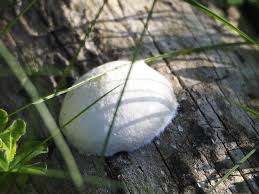 Attēlu rezultāti vaicājumam “Didymium tussilaginis spores”