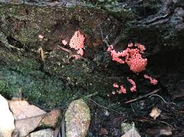 Attēlu rezultāti vaicājumam “Arcyria affinis capillitium”