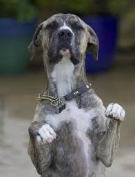 Image result for Banbury Bulldogs