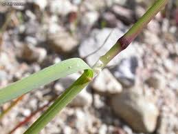 Attēlu rezultāti vaicājumam “Poa remota bud”