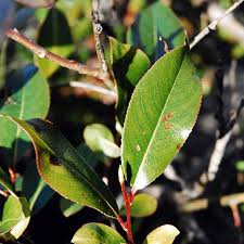 Attēlu rezultāti vaicājumam “Salix pentandra leaf”