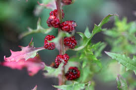 Attēlu rezultāti vaicājumam “Chenopodium foliosum fruit”