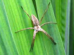 Attēlu rezultāti vaicājumam “Tibellus oblongus”