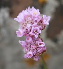 Attēlu rezultāti vaicājumam “Plumbaginaceae”