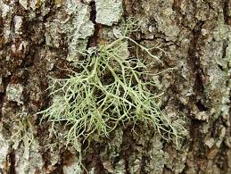 Attēlu rezultāti vaicājumam “Ramalina farinacea”