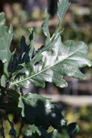 Attēlu rezultāti vaicājumam “Quercus robur Fastigiata leaf”