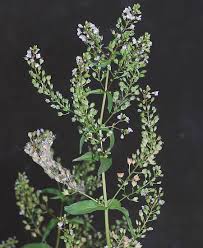Attēlu rezultāti vaicājumam “Veronica anagallis-aquatica leaf”