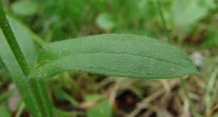 Attēlu rezultāti vaicājumam “Myosotis micrantha”