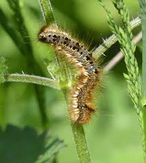 Attēlu rezultāti vaicājumam “Euthrix potatoria larva”