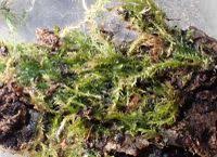 Attēlu rezultāti vaicājumam “Plagiothecium latebricola”