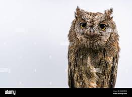 Image result for Otus scops