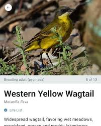 Attēlu rezultāti vaicājumam “Motacilla flava flava adult”