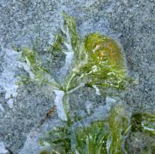 Attēlu rezultāti vaicājumam “Nitella sp.”