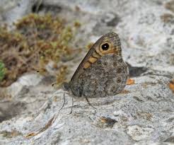 Attēlu rezultāti vaicājumam “Lasiommata megera male”