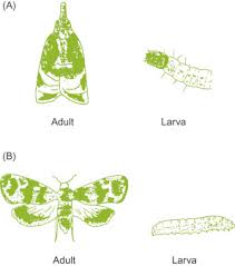 Attēlu rezultāti vaicājumam “Euphydryas maturna larva”