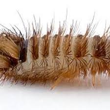 Attēlu rezultāti vaicājumam “Anthrenus verbasci”