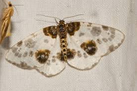 Attēlu rezultāti vaicājumam “Abraxas sylvata imago”