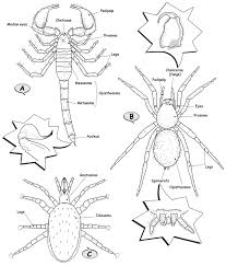 Attēlu rezultāti vaicājumam “Arachnida”