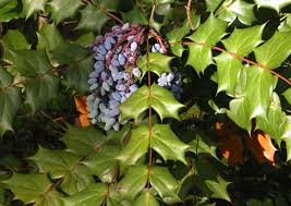 Attēlu rezultāti vaicājumam “Mahonia aquifolium fruit”