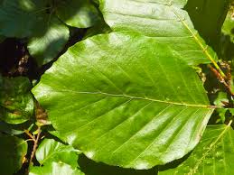 Attēlu rezultāti vaicājumam “Fagus sylvatica leaf”
