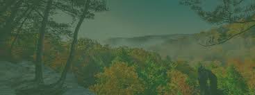 Attēlu rezultāti vaicājumam “Populus x gileadensis”