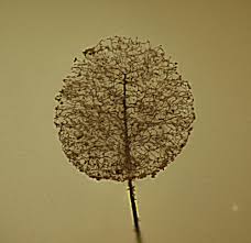 Attēlu rezultāti vaicājumam “Comatricha nigra”