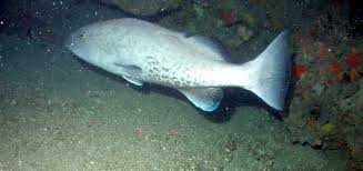 Image result for Mycteroperca microlepis