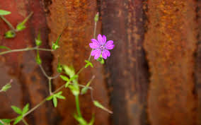 Attēlu rezultāti vaicājumam “Geranium pyrenaicum leaf”
