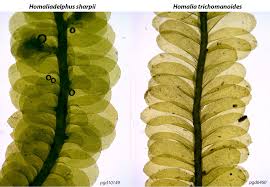 Attēlu rezultāti vaicājumam “Homalia trichomanoides sporophyte”
