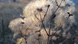 Attēlu rezultāti vaicājumam “Clematis fruit”