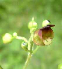 Attēlu rezultāti vaicājumam “Scrophularia nodosa”
