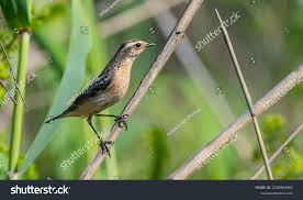 Attēlu rezultāti vaicājumam “Saxicola rubetra”