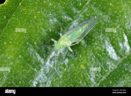 Attēlu rezultāti vaicājumam “Psylla alni nymph”