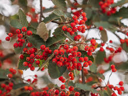 Attēlu rezultāti vaicājumam “Sorbus intermedia fruit”