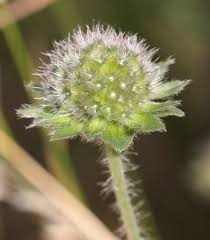 Attēlu rezultāti vaicājumam “Knautia arvensis bud”