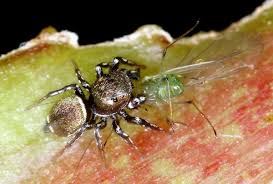 Attēlu rezultāti vaicājumam “Heliophanus sp.”