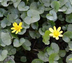 Attēlu rezultāti vaicājumam “Ficaria verna flower”