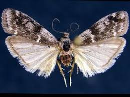 Attēlu rezultāti vaicājumam “Apomyelois bistriatella”