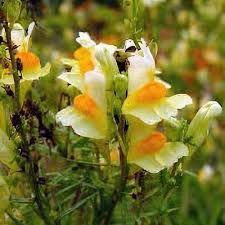 Attēlu rezultāti vaicājumam “Linaria vulgaris bud”