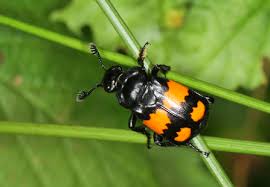 Attēlu rezultāti vaicājumam “Nicrophorus vespilloides”