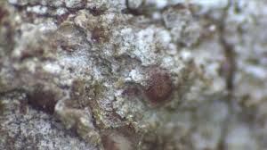 Attēlu rezultāti vaicājumam “Thelopsis rubella”