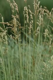 Attēlu rezultāti vaicājumam “Helictotrichon pratense leaf”