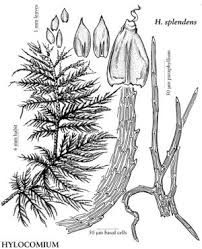 Attēlu rezultāti vaicājumam “Hylocomium splendens sporophyte”